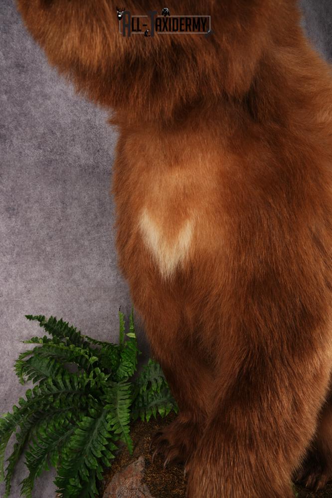 Cinnamon Black Bear SKU 3268 - Image 4