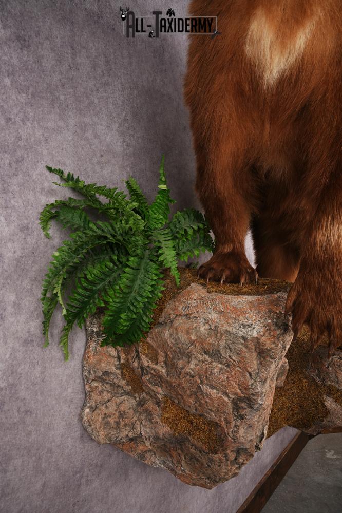 Cinnamon Black Bear SKU 3268 - Image 3