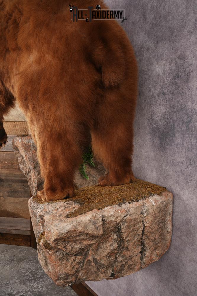 Cinnamon Black Bear SKU 3268 - Image 2