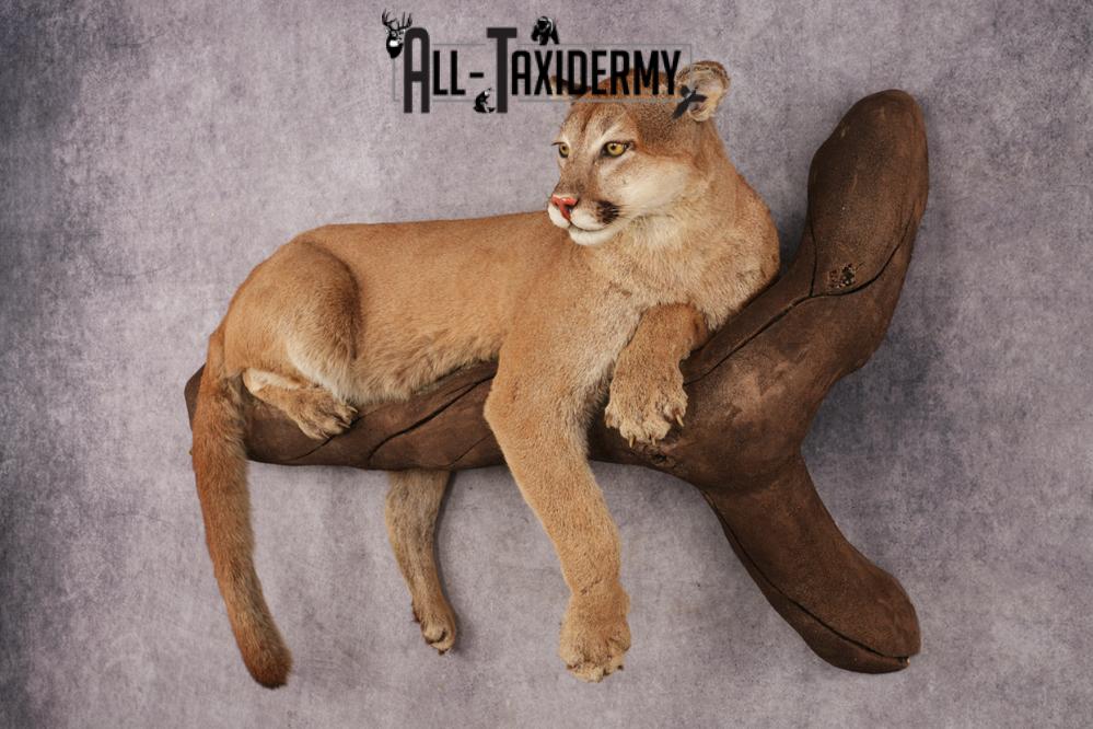 Cougar SKU 3309 - Image 13