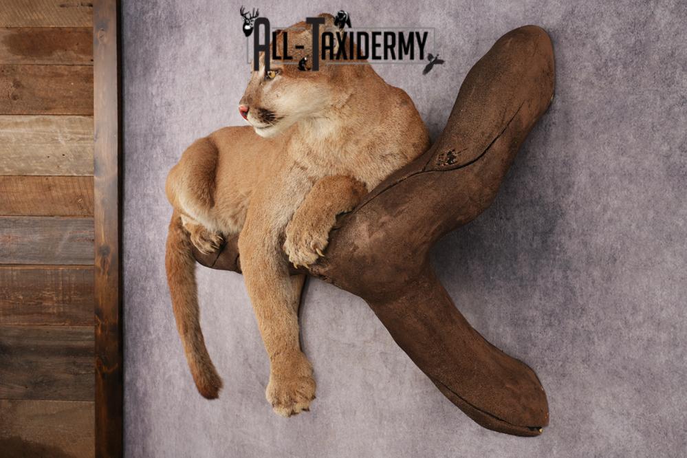 Cougar SKU 3309 - Image 12