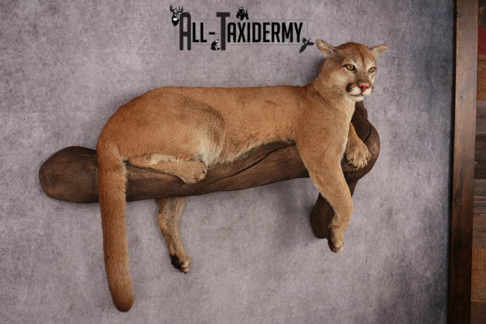 Cougar SKU 3309 - Image 11