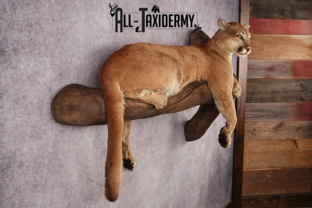 Cougar SKU 3309 - Image 10