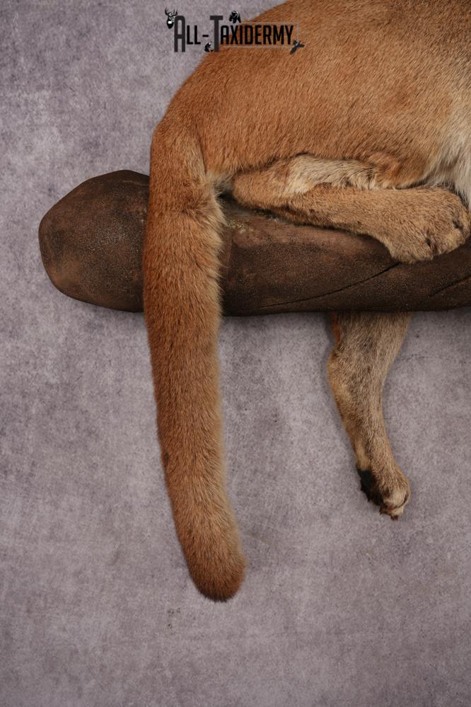 Cougar SKU 3309 - Image 9