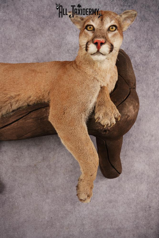 Cougar SKU 3309 - Image 8