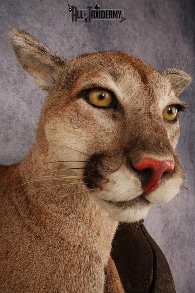 Cougar SKU 3309 - Image 7