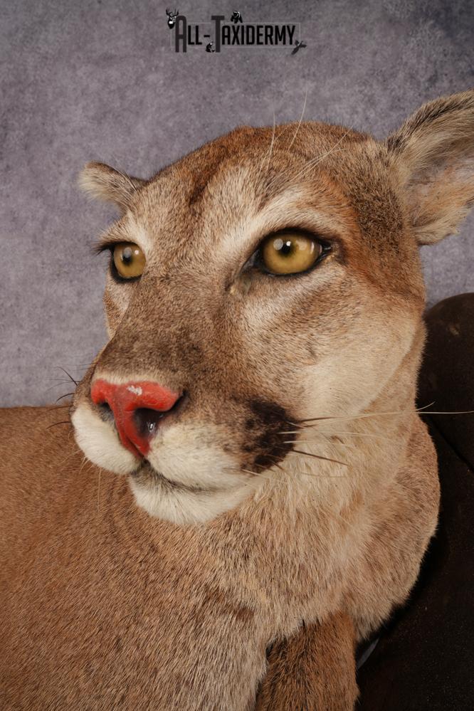 Cougar SKU 3309 - Image 6