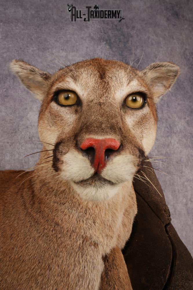 Cougar SKU 3309 - Image 5