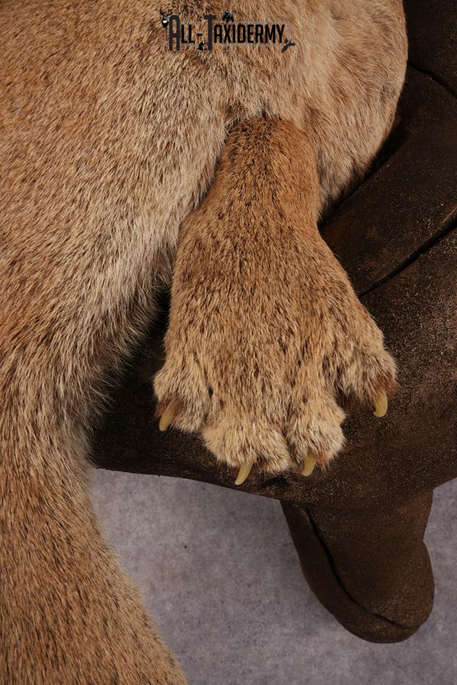 Cougar SKU 3309 - Image 4