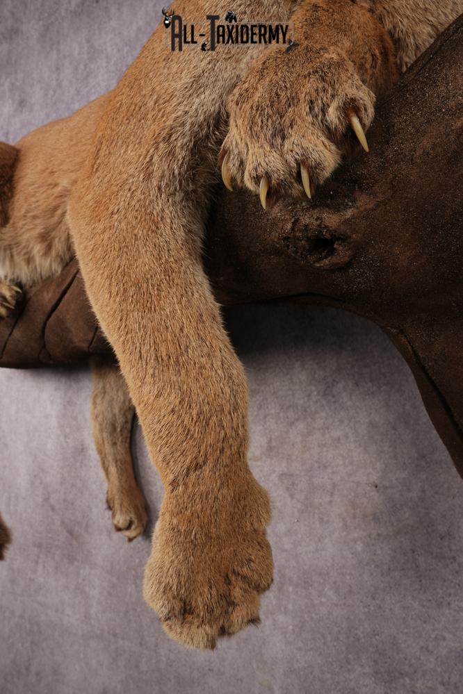 Cougar SKU 3309 - Image 3