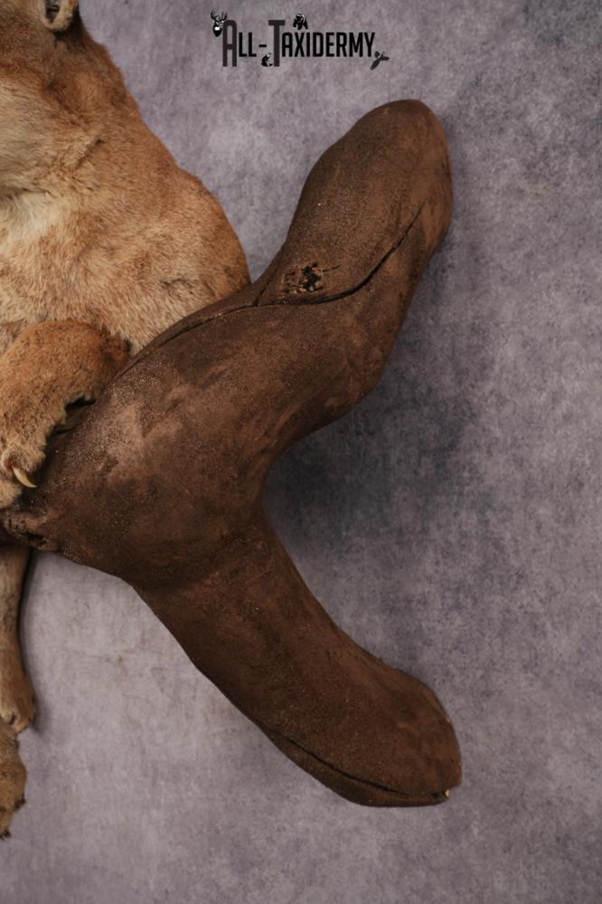 Cougar SKU 3309 - Image 2