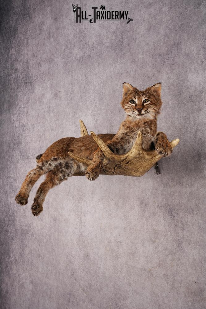 Bobcat SKU 3318 - Image 11