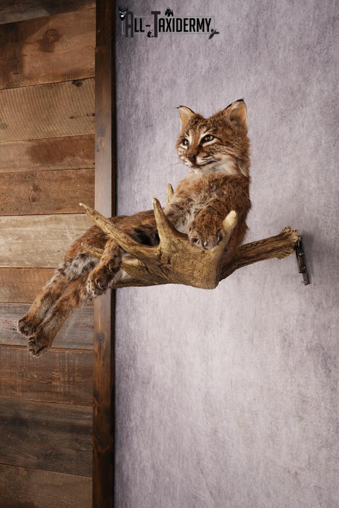 Bobcat SKU 3318 - Image 10