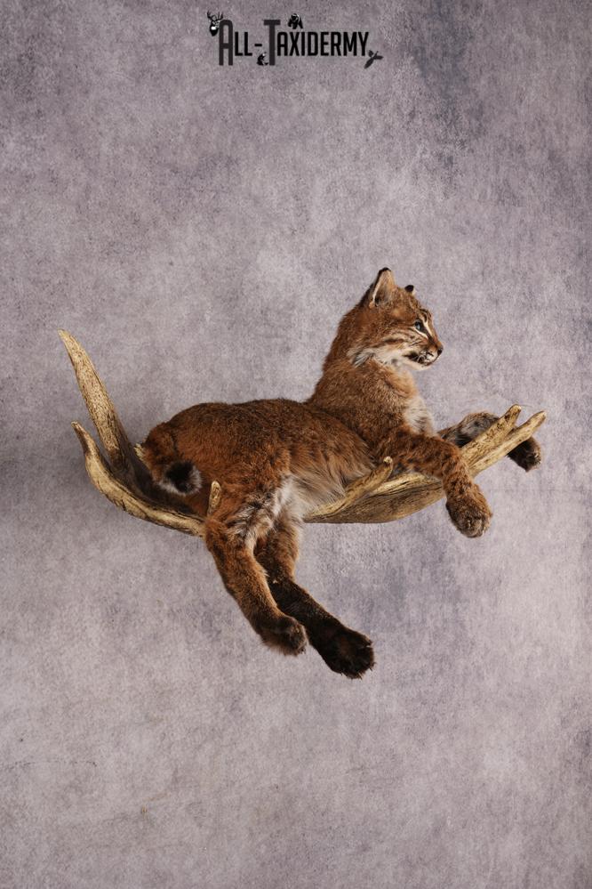 Bobcat SKU 3318 - Image 9