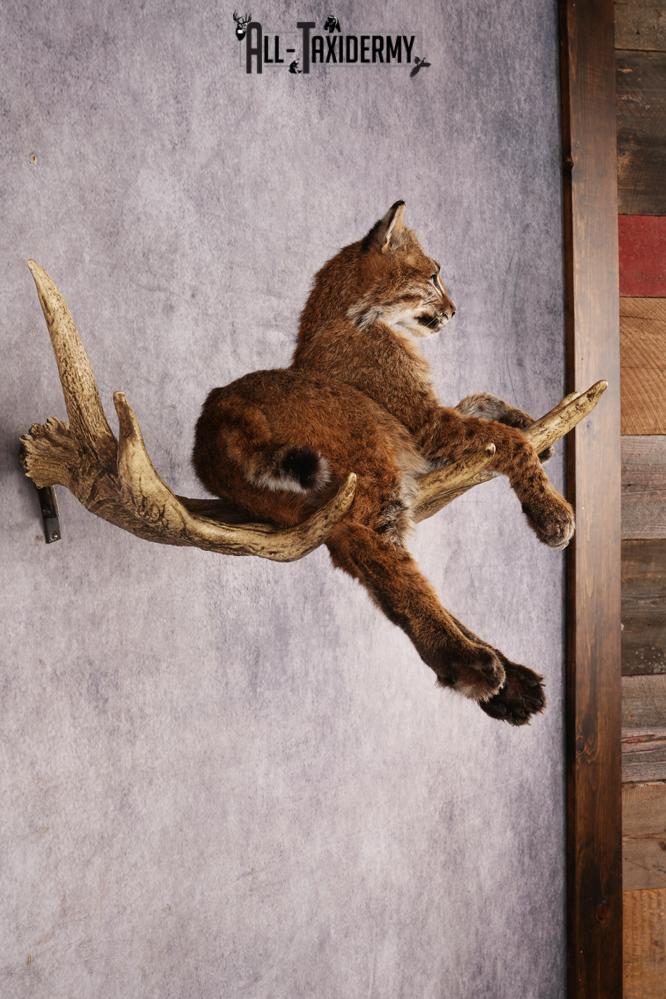 Bobcat SKU 3318 - Image 8