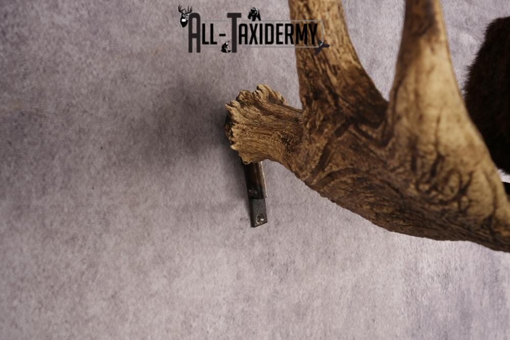 Bobcat SKU 3318 - Image 7