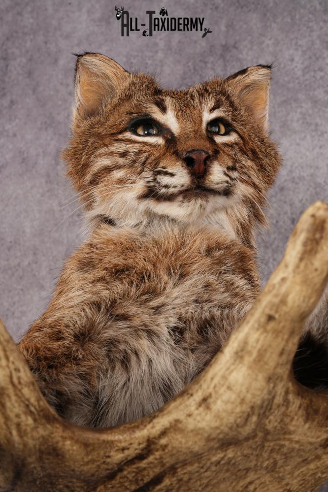 Bobcat SKU 3318 - Image 6