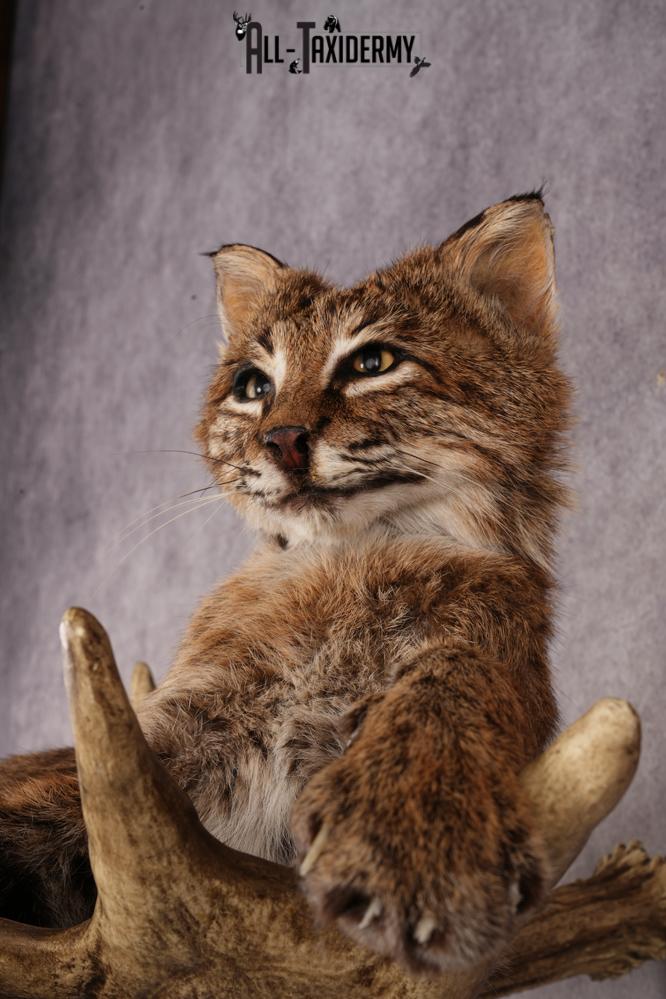 Bobcat SKU 3318 - Image 5