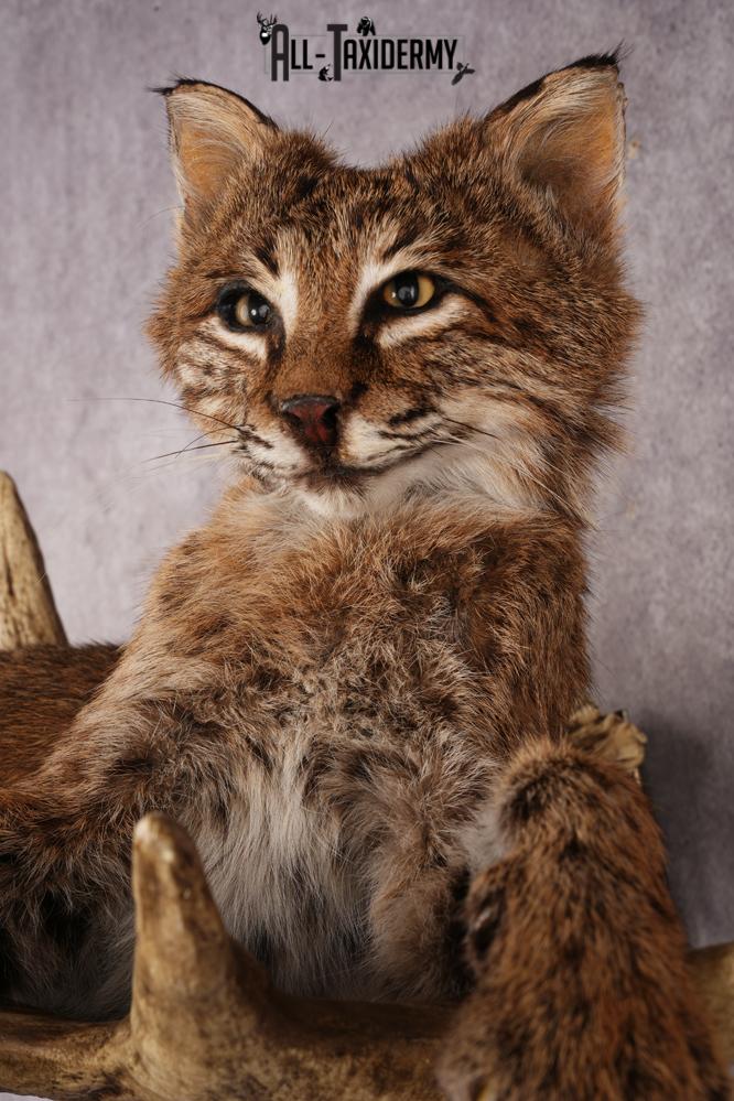 Bobcat SKU 3318 - Image 4