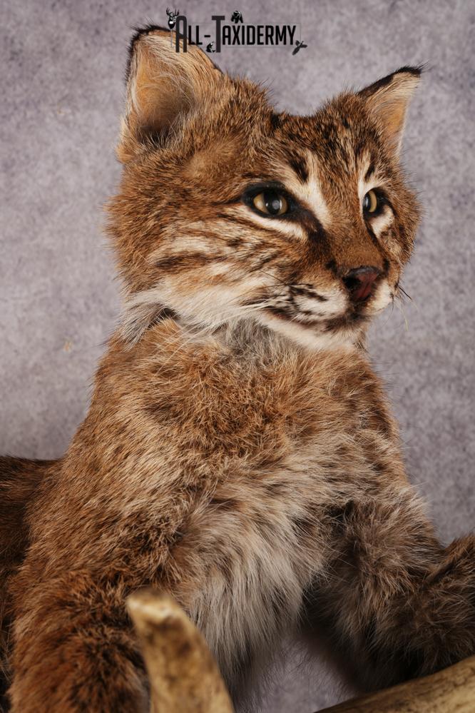 Bobcat SKU 3318 - Image 3