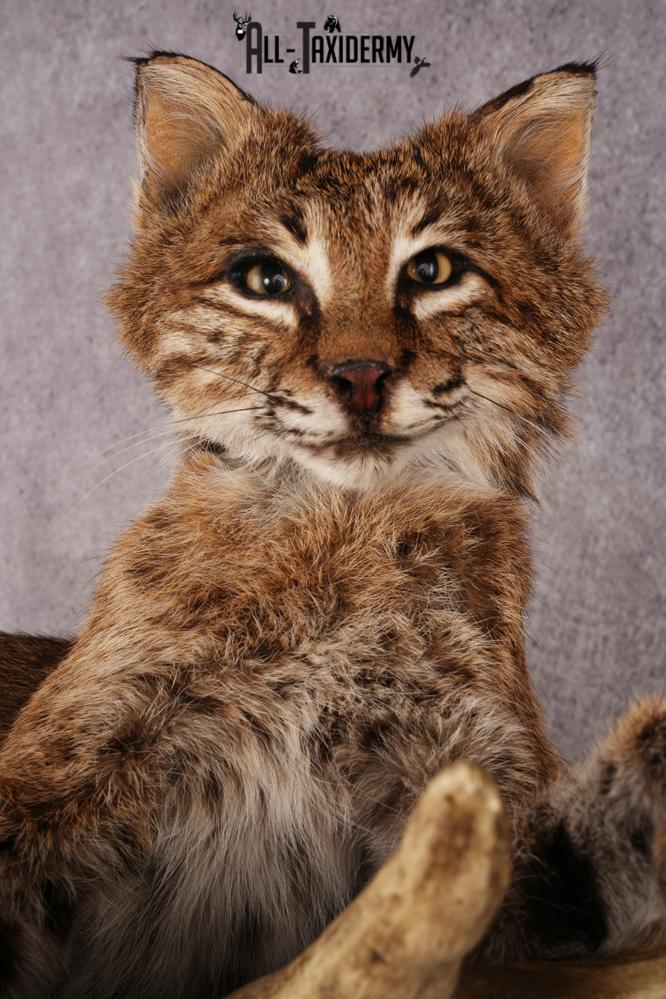 Bobcat SKU 3318 - Image 2