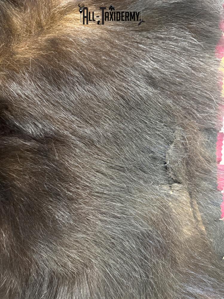 Black Bear Rug SKU 3291 - Image 7