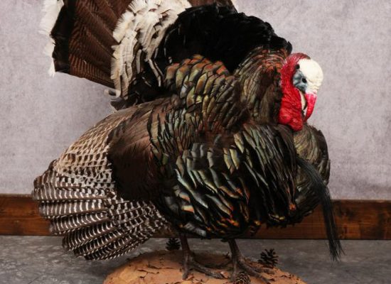 Turkey Rug Mount 9 Steps for How to Hang a Bear Rug | All-Taxidermy