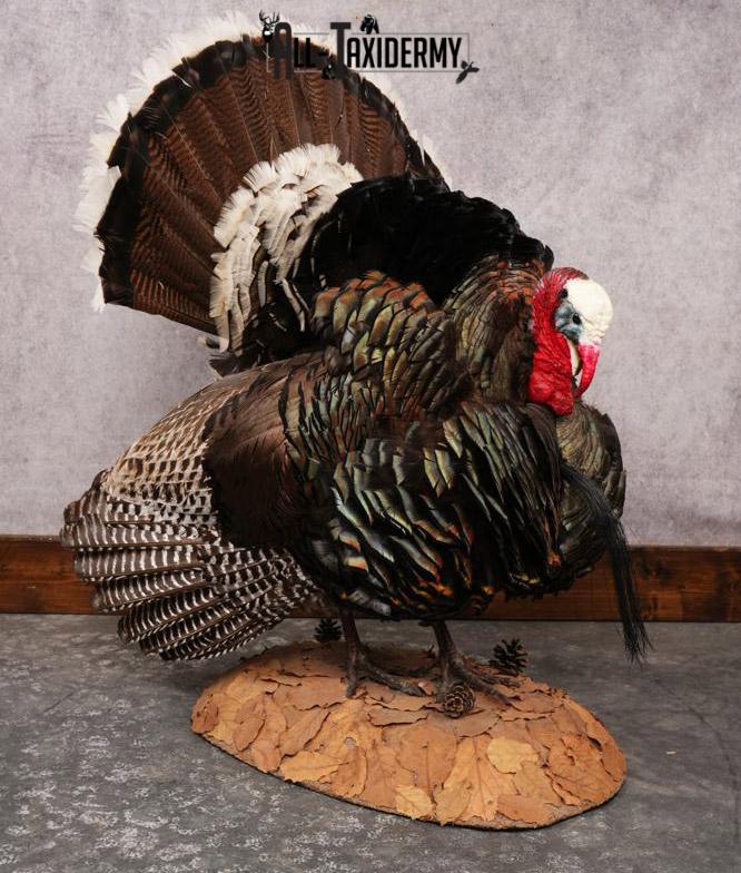 Merriam Turkey Taxidermy