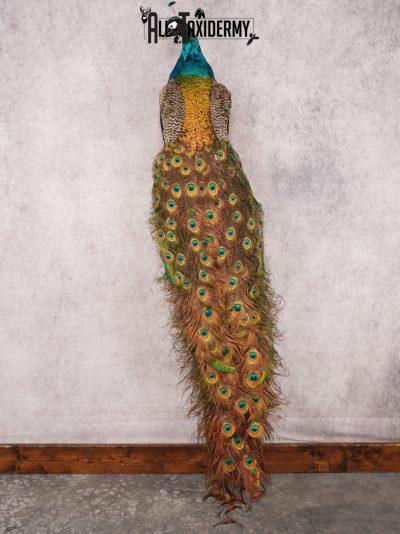 Peacock Taxidermy Mount SKU 3456