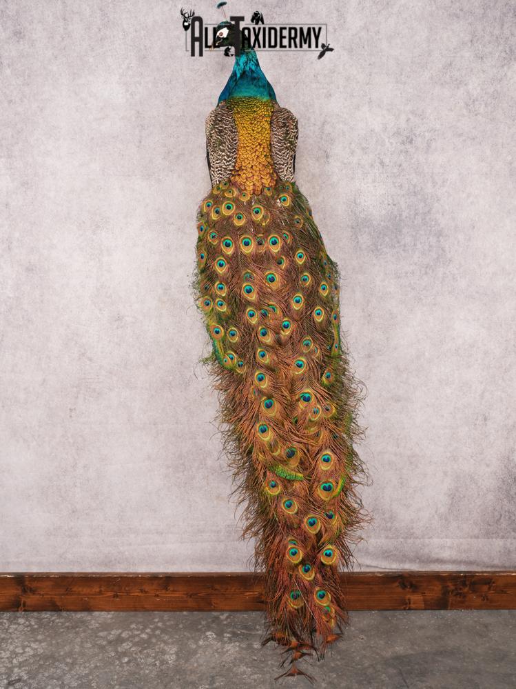 Peacock Taxidermy Mount SKU 3456