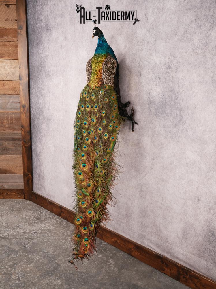 Peacock Taxidermy Mount SKU 3456 - Image 11