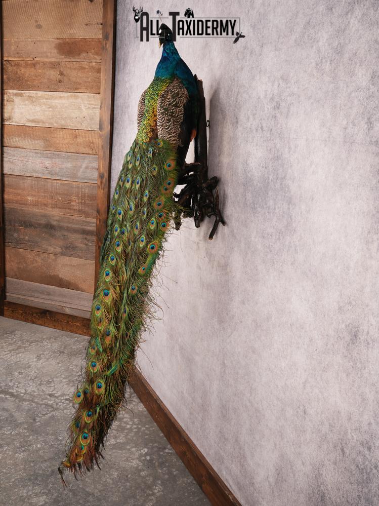 Peacock Taxidermy Mount SKU 3456 - Image 10