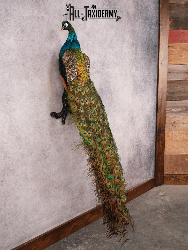 Peacock Taxidermy Mount SKU 3456 - Image 9