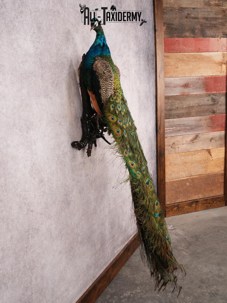Peacock Taxidermy Mount SKU 3456 - Image 8