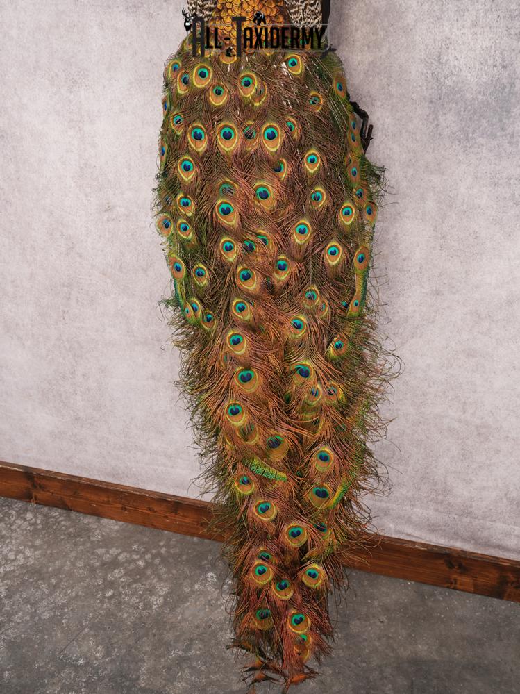 Peacock Taxidermy Mount SKU 3456 - Image 7