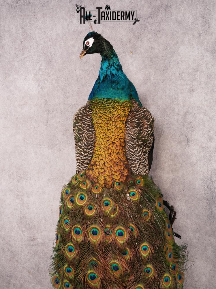 Peacock Taxidermy Mount SKU 3456 - Image 6