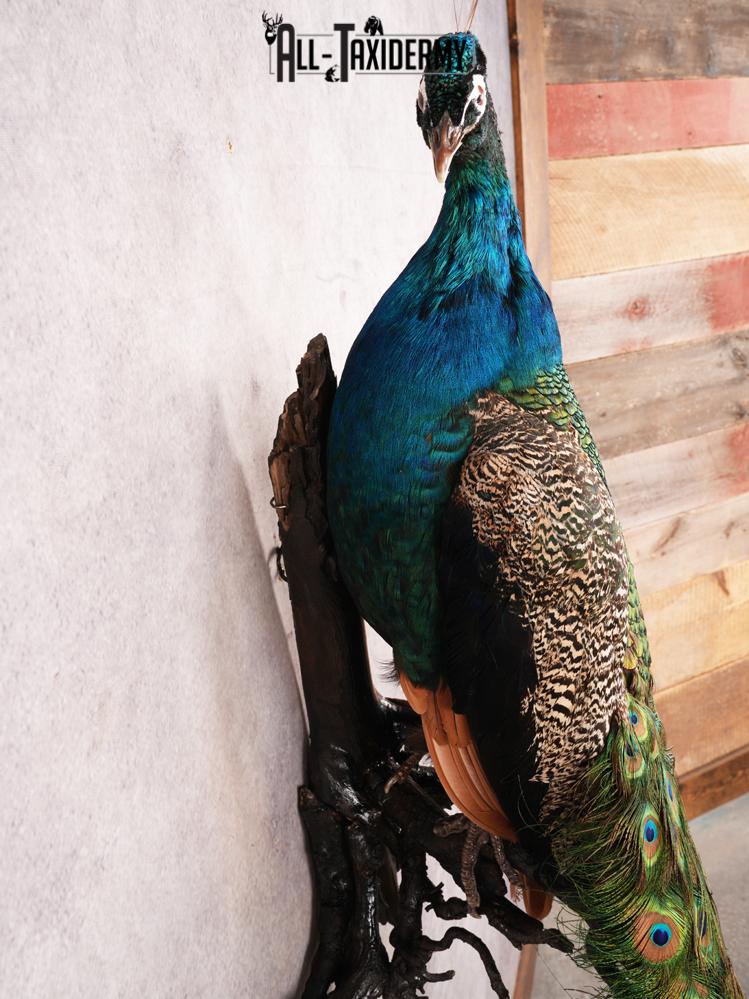 Peacock Taxidermy Mount SKU 3456 - Image 4