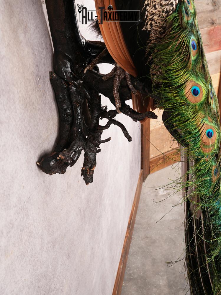 Peacock Taxidermy Mount SKU 3456 - Image 3