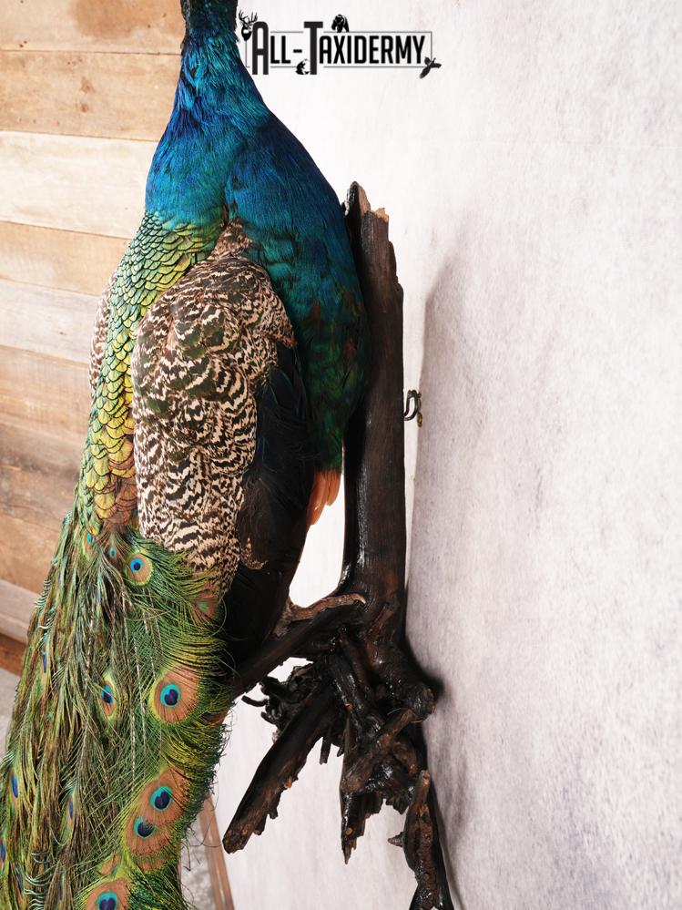 Peacock Taxidermy Mount SKU 3456 - Image 2