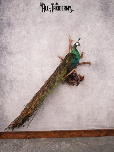Peacock Taxidermy Mount SKU 3458