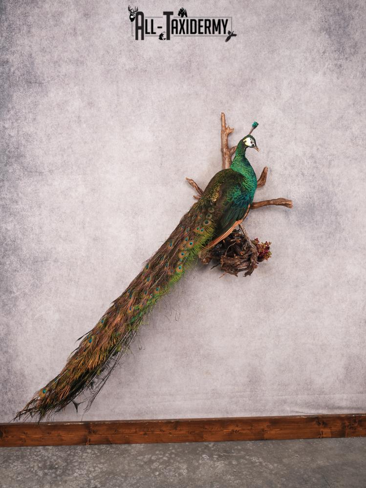 Peacock Taxidermy Mount SKU 3458