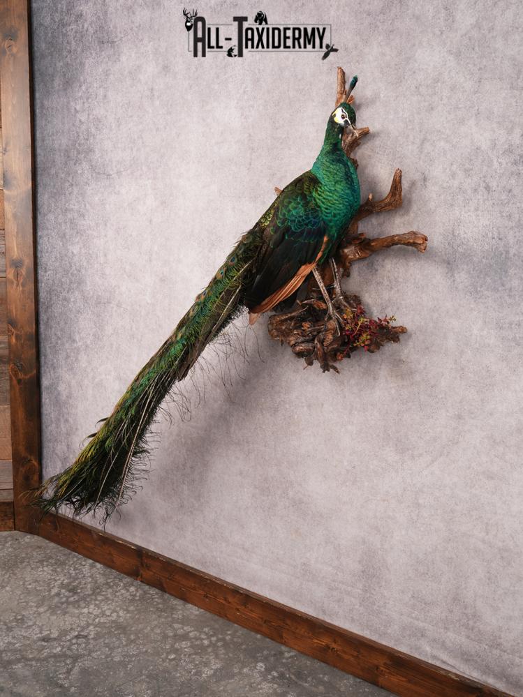 Peacock Taxidermy Mount SKU 3458 - Image 17