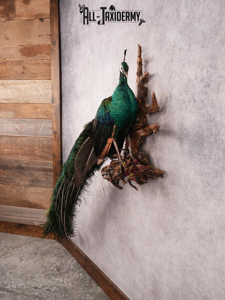 Peacock Taxidermy Mount SKU 3458 - Image 16
