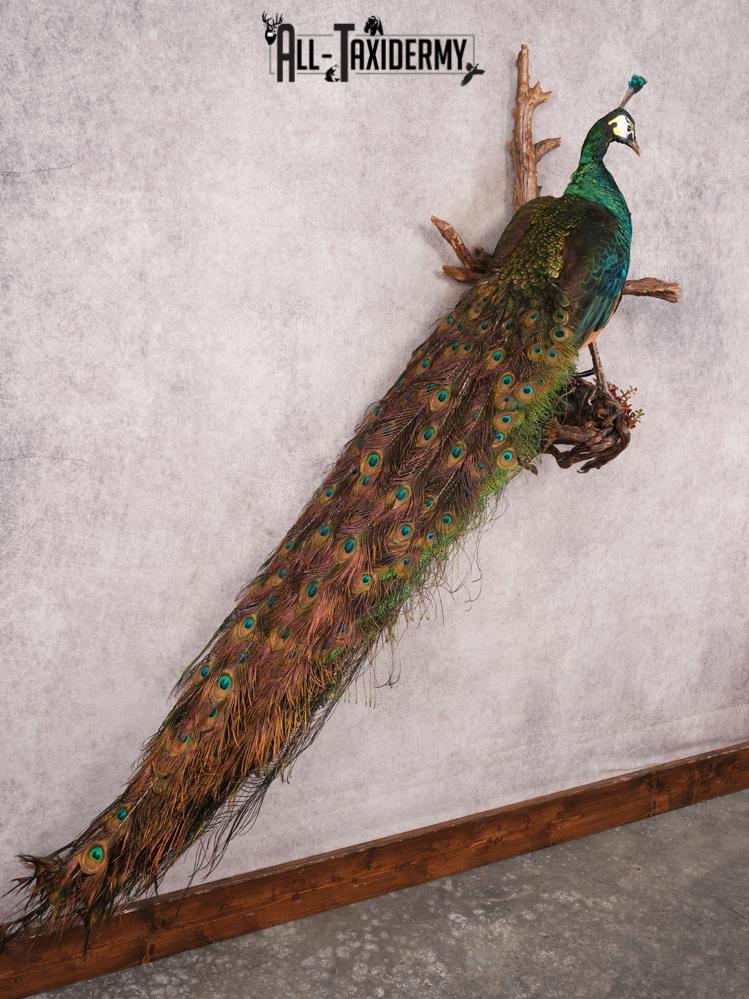 Peacock Taxidermy Mount SKU 3458 - Image 15