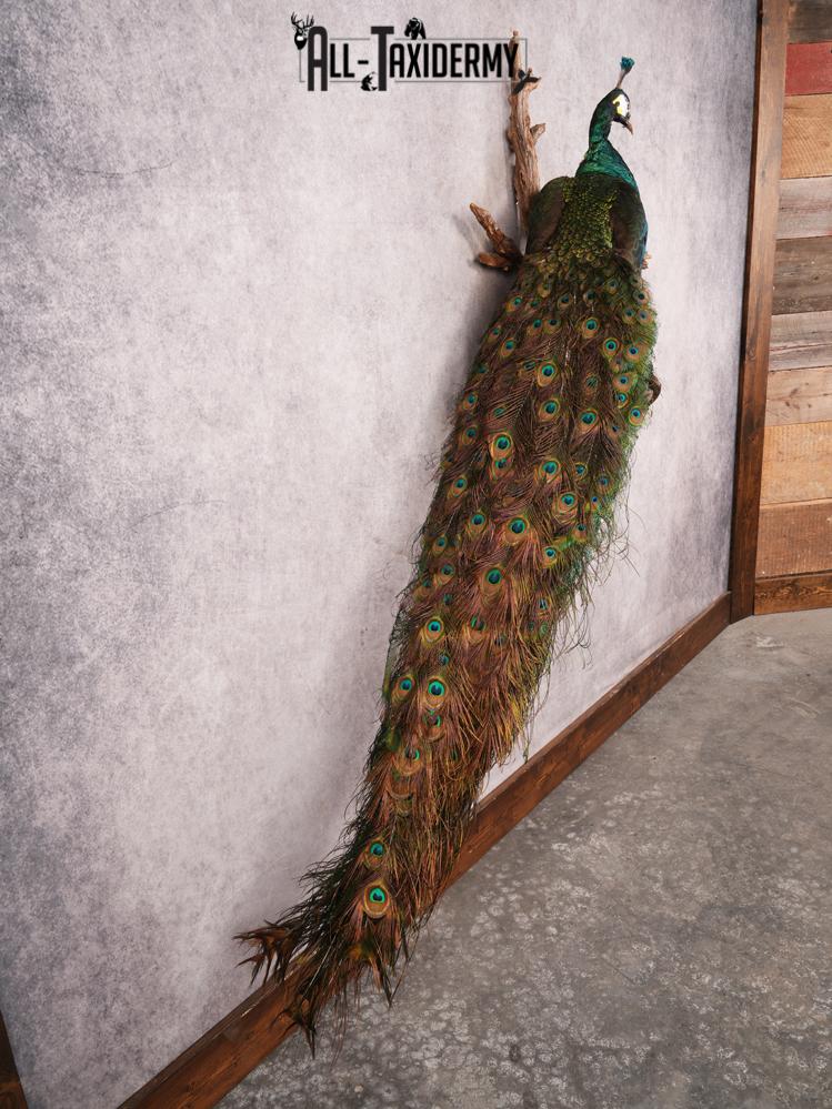 Peacock Taxidermy Mount SKU 3458 - Image 14