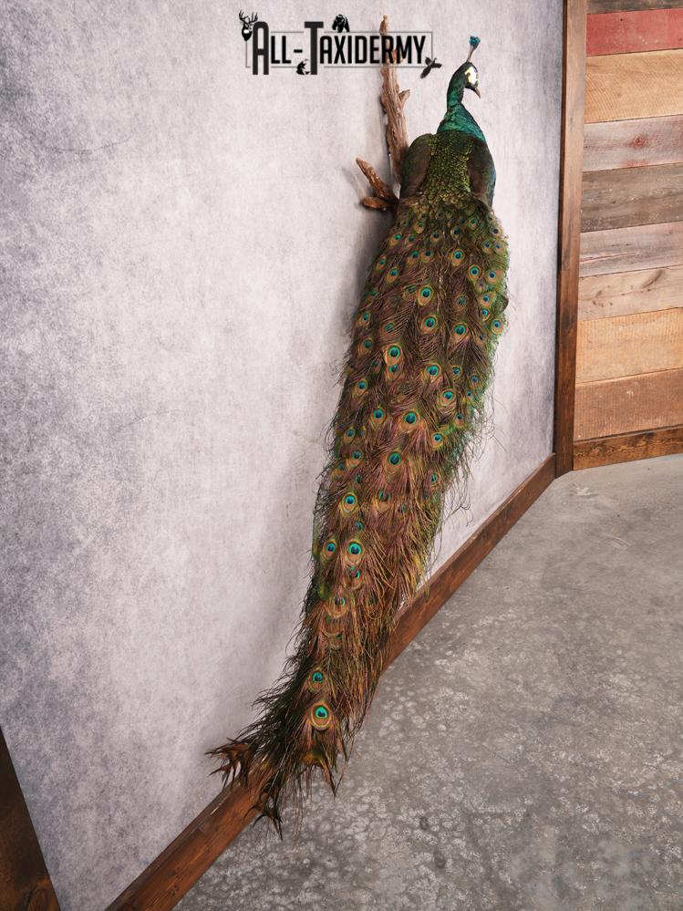 Peacock Taxidermy Mount SKU 3458 - Image 13