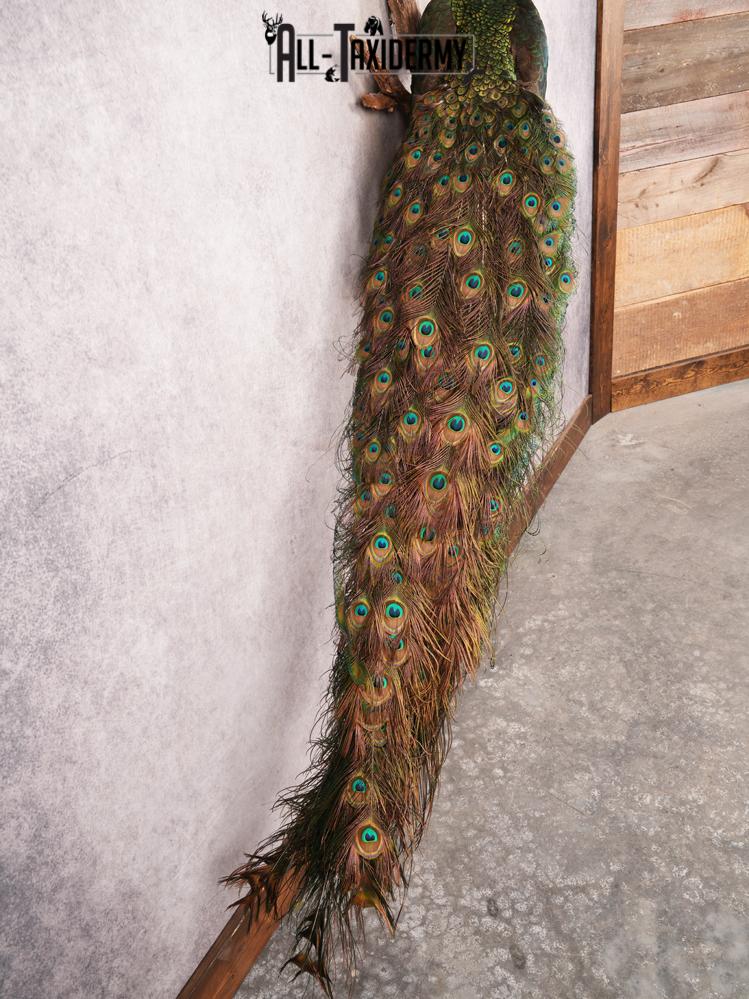 Peacock Taxidermy Mount SKU 3458 - Image 12