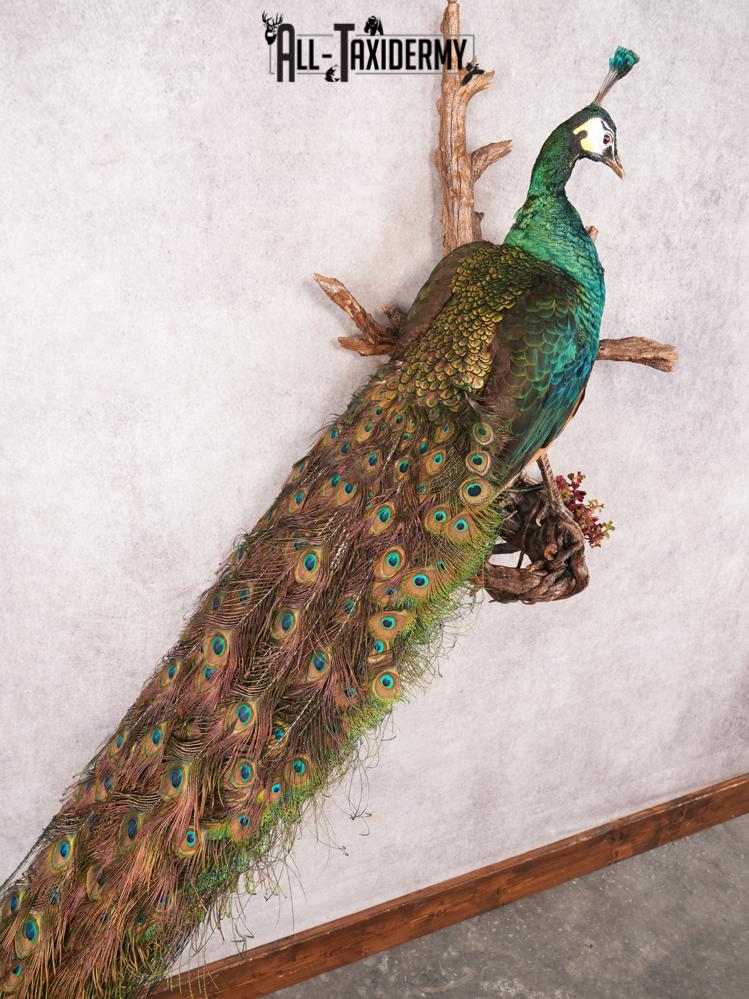 Peacock Taxidermy Mount SKU 3458 - Image 11