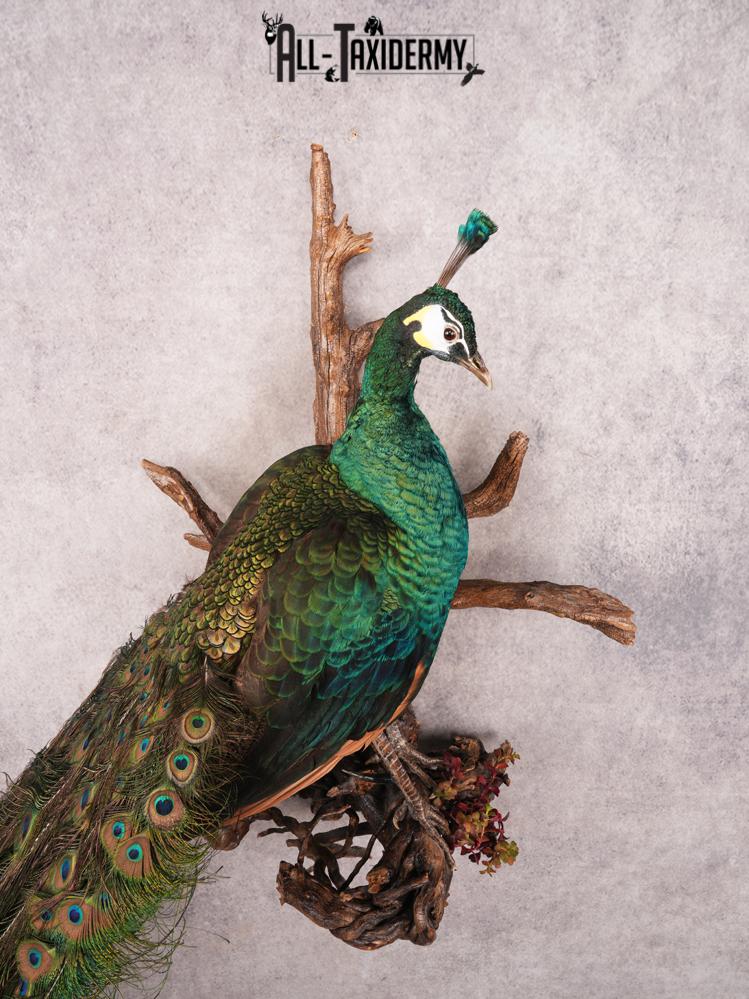 Peacock Taxidermy Mount SKU 3458 - Image 10