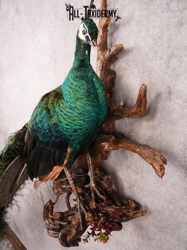 Peacock Taxidermy Mount SKU 3458 - Image 9